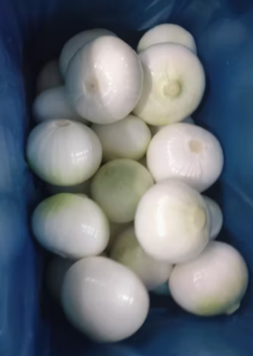 Fresh onion whole for Your Business Round and  Packed in Mesh Bags Cartons PVC Boxes or Vacuum Packs