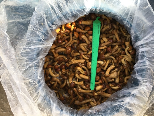 Delicious Frozen Mushrooms Perfect for Your Business Needs Nameko in Brine