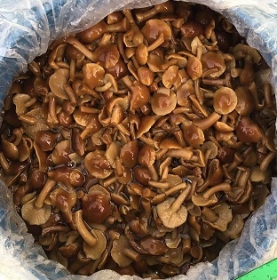 Delicious Frozen Mushrooms Perfect for Your Business Needs Nameko in Brine