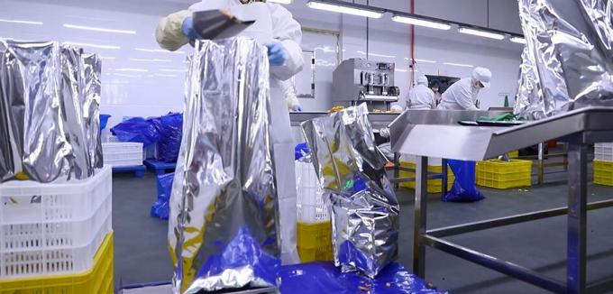 M&acirc;m x&ocirc;i đ&ocirc;ng lạnh số lượng lớn chất lượng cao Đ&oacute;ng g&oacute;i số lượng lớn quả m&acirc;m x&ocirc;i đ&ocirc;ng lạnh Tr&aacute;i c&acirc;y 11