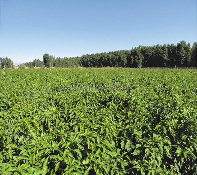 Đ&agrave;o v&agrave;ng hữu cơ IQF, cắt nửa, tr&aacute;i c&acirc;y đ&ocirc;ng lạnh, vị ngọt, đ&oacute;ng g&oacute;i số lượng lớn, bảo quản nước, thịt quả, nguy&ecirc;n quả, cắt khối, cắt hạt lựu, cắt nửa c&oacute; sẵn 9