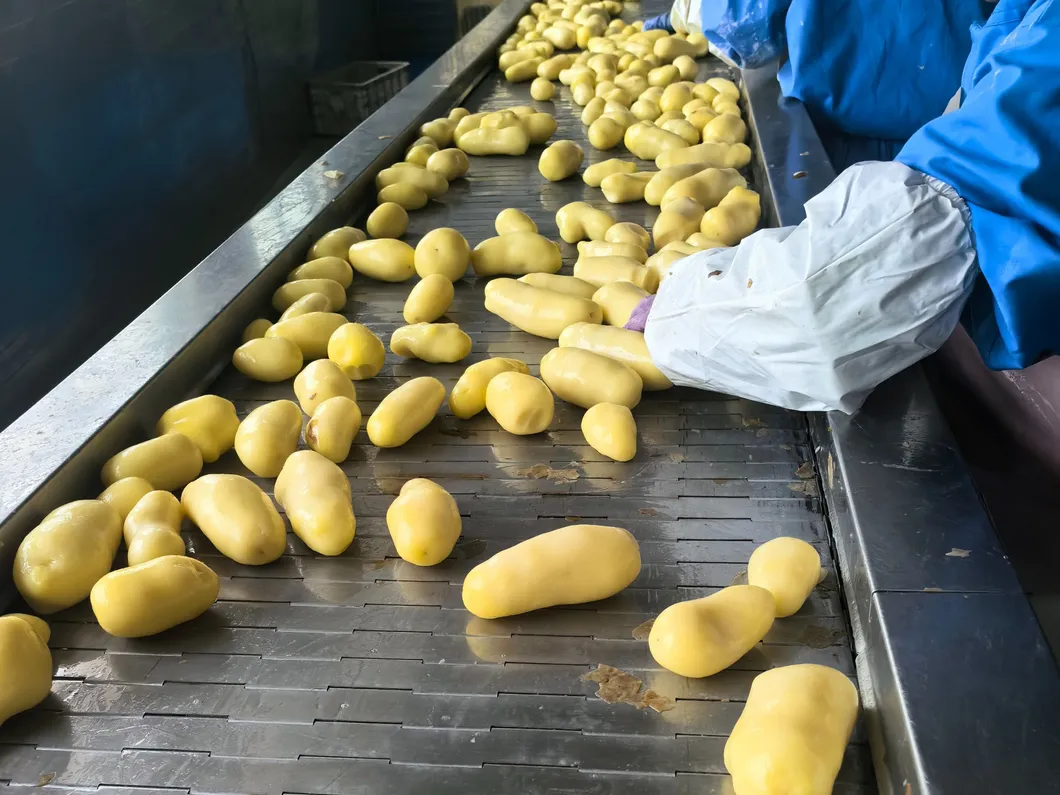 Bốc dỡ và Giao hàng Kịp thời Khoai tây Chiên Cắt Thẳng Đông lạnh 1
