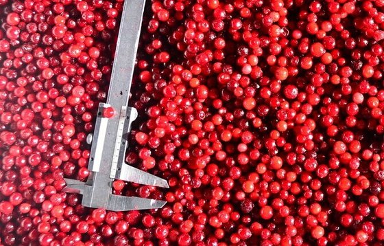 BRC,KOSHER,HALAL, IFS, BSCI IQF Lingonberry đ&ocirc;ng lạnh Cranberry 100% tr&aacute;i c&acirc;y tự nhi&ecirc;n kẹo kẹo đ&oacute;ng g&oacute;i với 2 năm thời hạn sử dụng 1