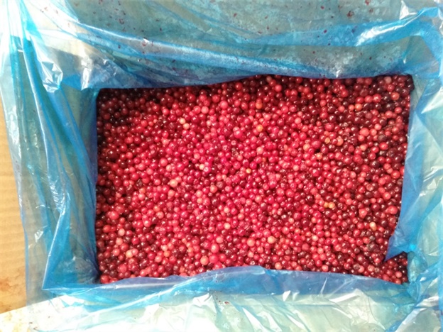 BRC,KOSHER,HALAL, IFS, BSCI IQF Lingonberry đ&ocirc;ng lạnh Cranberry 100% tr&aacute;i c&acirc;y tự nhi&ecirc;n kẹo kẹo đ&oacute;ng g&oacute;i với 2 năm thời hạn sử dụng 2