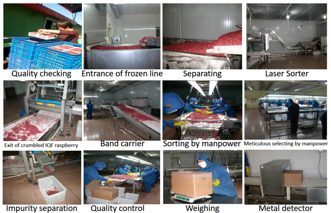 Gi&aacute; xuất xưởng của nh&agrave; sản xuất IQF Thực phẩm tươi chất lượng cao M&acirc;m x&ocirc;i đ&ocirc;ng lạnh Serbia để xuất khẩu 3