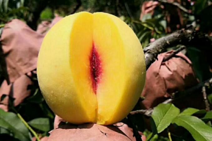 Đ&agrave;o v&agrave;ng hữu cơ IQF, cắt nửa, tr&aacute;i c&acirc;y đ&ocirc;ng lạnh, vị ngọt, đ&oacute;ng g&oacute;i số lượng lớn, bảo quản nước, thịt quả, nguy&ecirc;n quả, cắt khối, cắt hạt lựu, cắt nửa c&oacute; sẵn 1