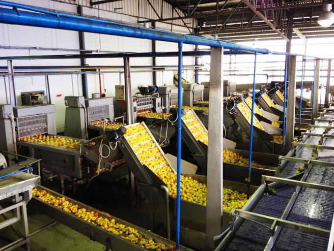 B&aacute;n Chạy Lẻ v&agrave; Sỉ Lẻ Lượng Lớn Mơ Đ&ocirc;ng Lạnh IQF Chất Lượng Cao Gi&aacute; Xưởng Bảo Quản Nước Đ&oacute;ng G&oacute;i Lớn 4