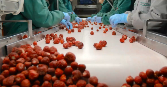 B&aacute;n Chạy Lẻ v&agrave; Sỉ Lẻ Lượng Lớn Mơ Đ&ocirc;ng Lạnh IQF Chất Lượng Cao Gi&aacute; Xưởng Bảo Quản Nước Đ&oacute;ng G&oacute;i Lớn 3