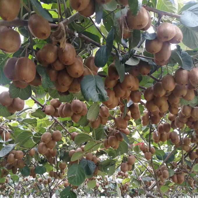 Quả kiwi đ&ocirc;ng lạnh Tr&aacute;i c&acirc;y đ&ocirc;ng lạnh Quả kiwi vi&ecirc;n Chất lượng Tự nhi&ecirc;n 2