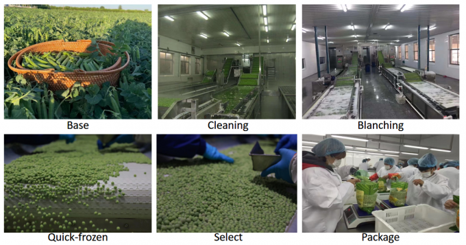 Nh&agrave; cung cấp b&aacute;n lẻ h&agrave;ng loạt IQF Đậu phộng xanh đ&ocirc;ng lạnh 10kg 400gm đ&oacute;ng g&oacute;i 3