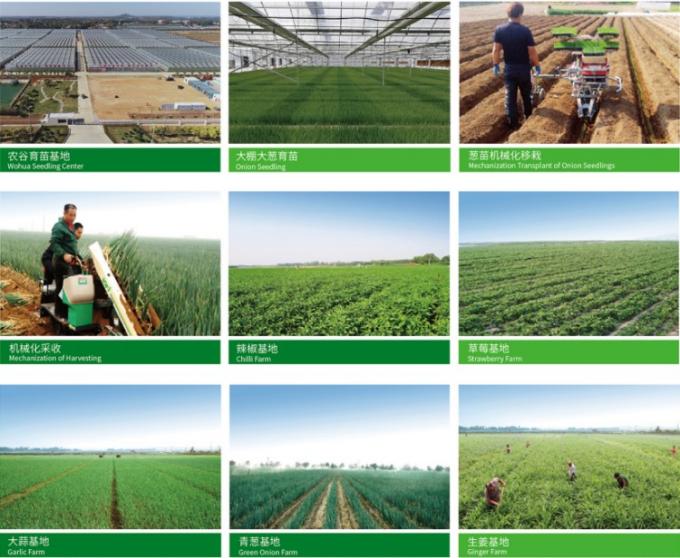 Tỏi trắng tinh khiết 4P Trung Quốc tươi ngon Gi&aacute; rẻ Rau củ tươi b&aacute;n bu&ocirc;n 0