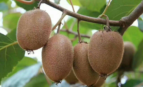 树枝上的水果

AI 生成的内容可能不正确。